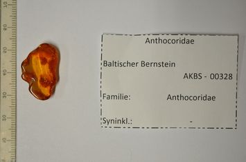 Vorschaubild Bernstein m. Anthocoridae-Wanze